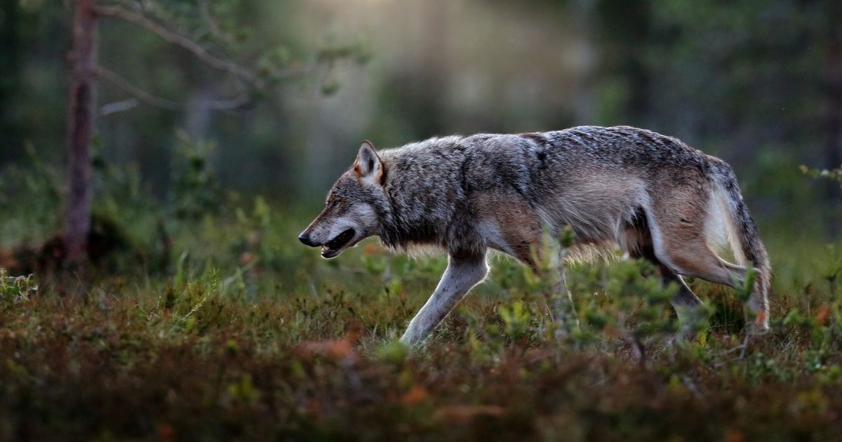 Nederland worstelt, Finland leeft met de wolf. Dit is hoe het daar gaat