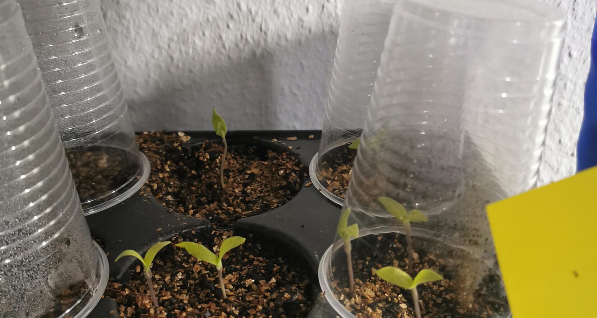 Aubergine sind hartnäckig