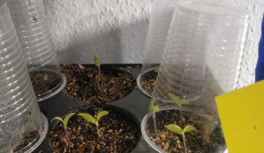 Aubergine sind hartnäckig