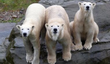Chief vet: Estonia's climate makes Tallinn Zoo more suitable for polar bears | News