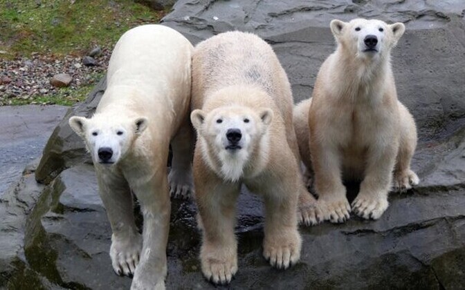 Chief vet: Estonia's climate makes Tallinn Zoo more suitable for polar bears | News