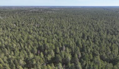 Fewer forests to be planted in Estonia this spring than before | News