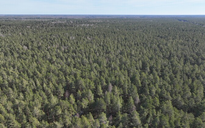 Fewer forests to be planted in Estonia this spring than before | News