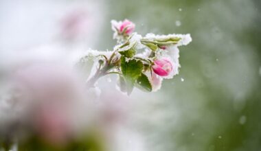 Luxemburg: Frühling ade - Kaltfront bringt Frost und Minusgrade