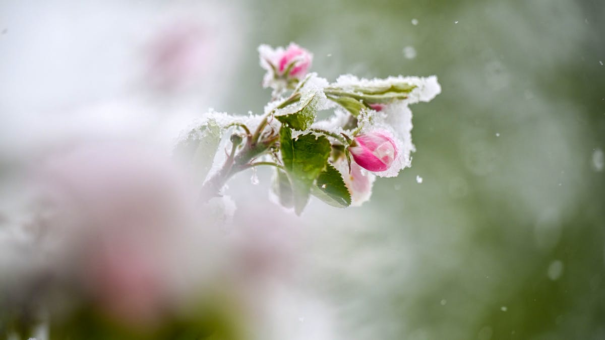 Luxemburg: Frühling ade - Kaltfront bringt Frost und Minusgrade