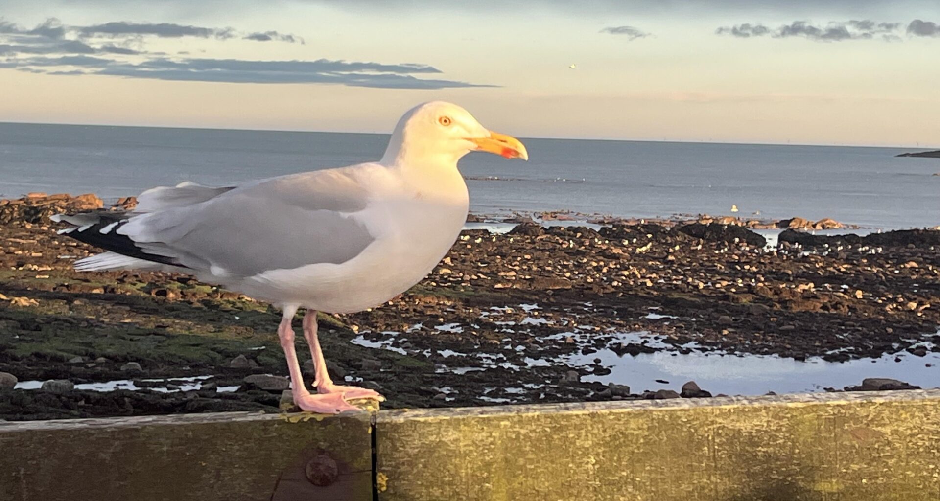 Stonehaven Beach