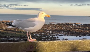 Stonehaven Beach