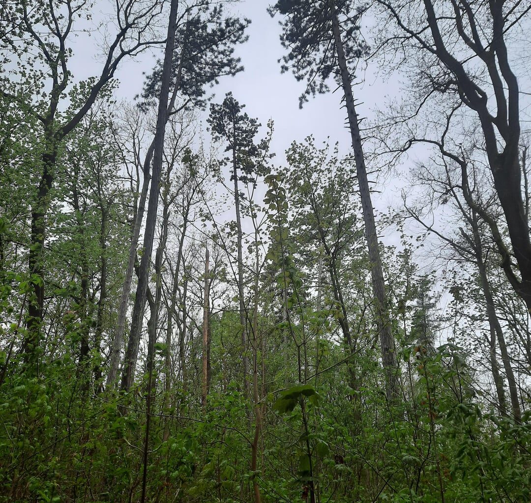 Bilder von meinem Waldspaziergang heute