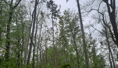 Bilder von meinem Waldspaziergang heute