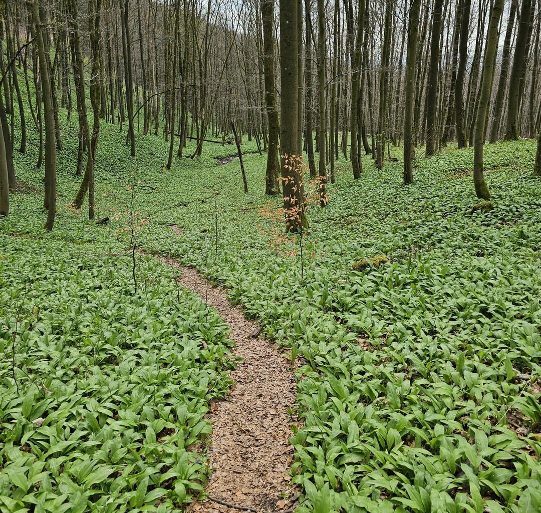 Bärlauch so weit das Auge reicht