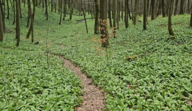 Bärlauch so weit das Auge reicht