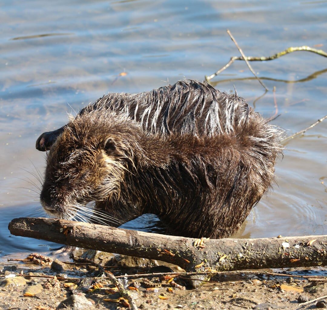 Lokalprominenz gesichtet! Nutria genießt Frühlingssonne [OC]