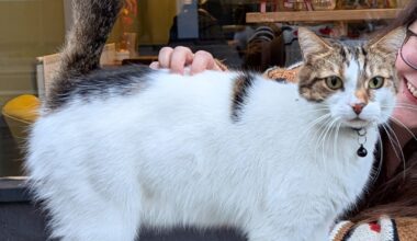 Missing cat SE1 Borough/London Bridge