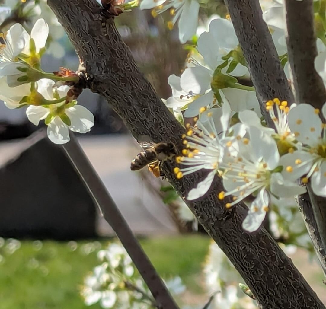 Biene an prunus
