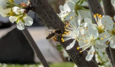 Biene an prunus
