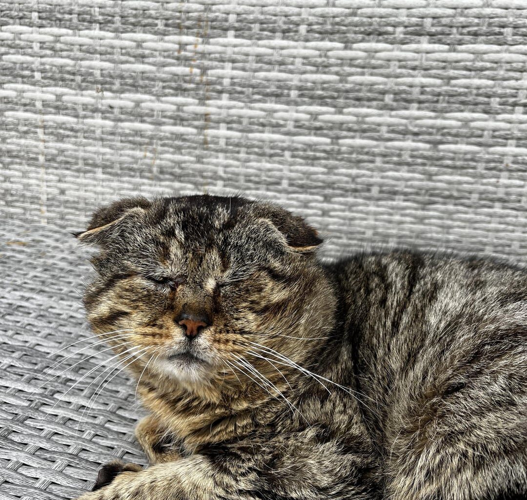 Is this a Scottish wildcat