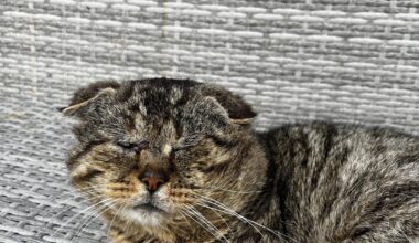 Is this a Scottish wildcat