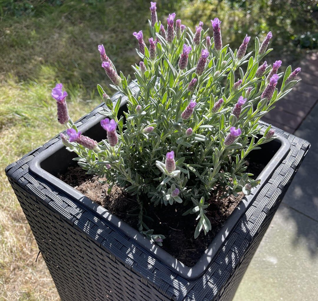 Gärtnerei Anfänger. Was hat mein Lavendel?