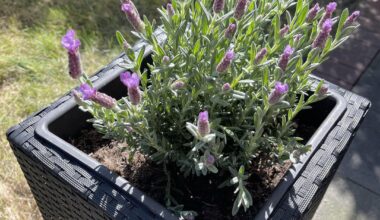 Gärtnerei Anfänger. Was hat mein Lavendel?