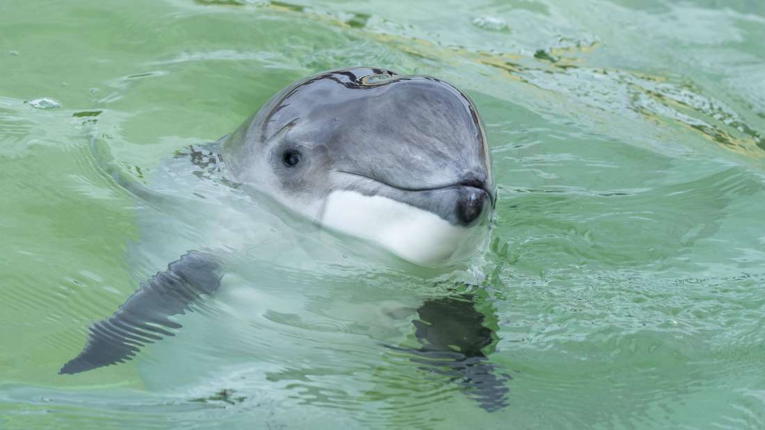 Gewöhnlicher Schweinswal (Phocoena phocoena) Nordsee Wattenmeer