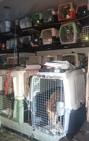 kilkanaście klatek ze zwierzętami znajdujących się w pojeździe