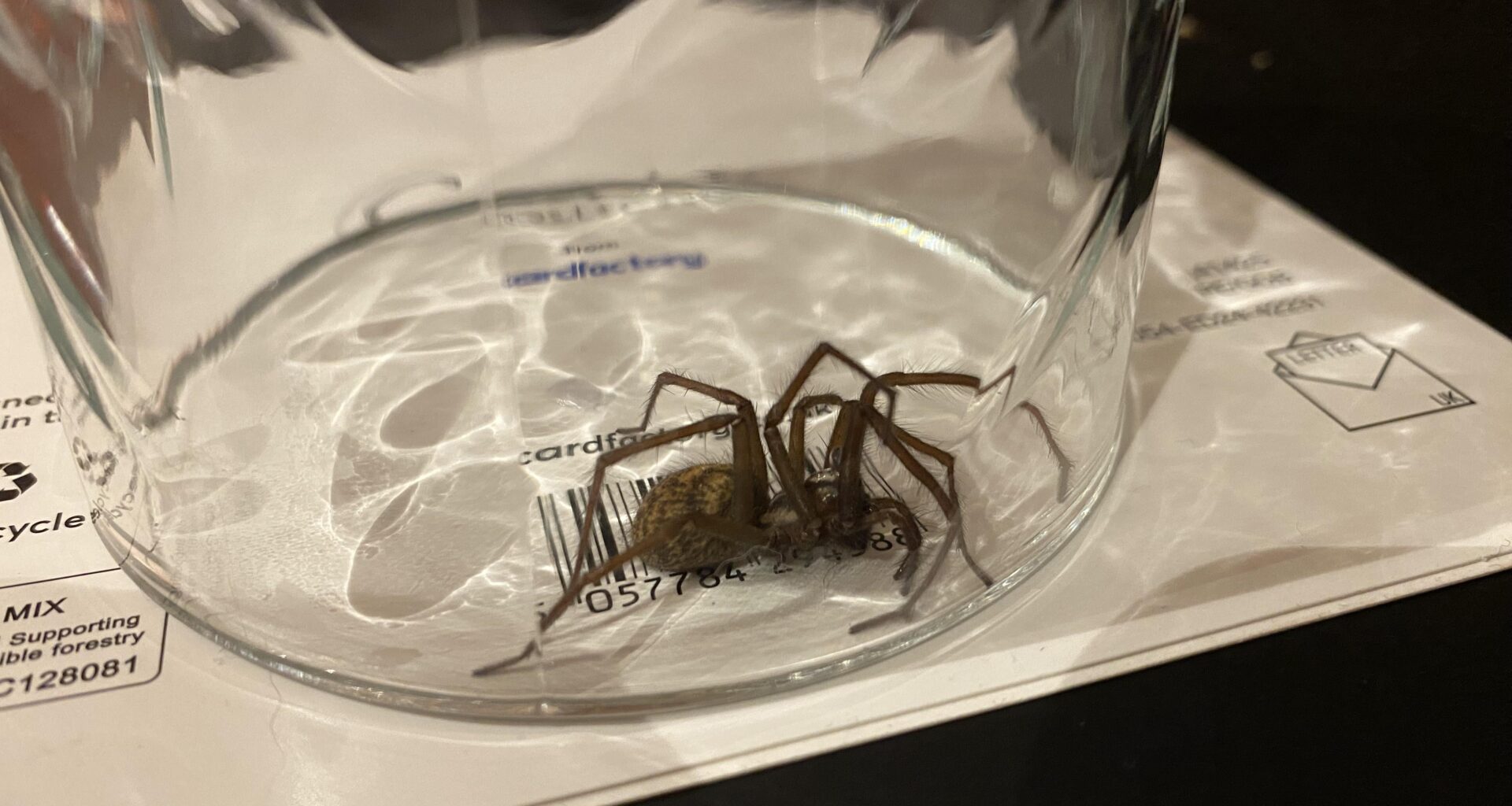 I heard this thing moving across the floor, nearly had a heart attack