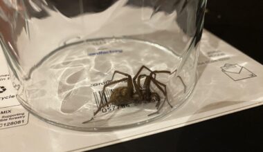 I heard this thing moving across the floor, nearly had a heart attack