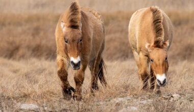 Przewalski Pferde am Neusiedlersee (Österreich)