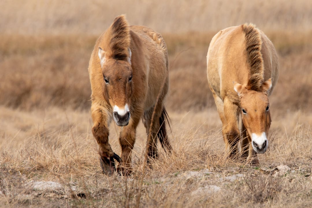 Przewalski Pferde am Neusiedlersee (Österreich)