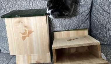 Hallo, habt ihr Tipps für Fledermauskästen? (mehr Info im Beitragstext)