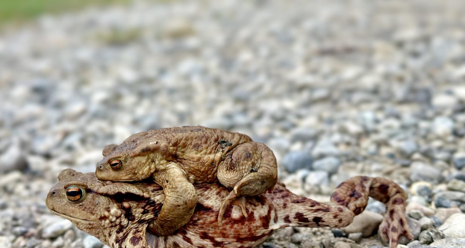 Erdkröten(?) unterwegs