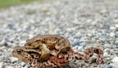 Erdkröten(?) unterwegs