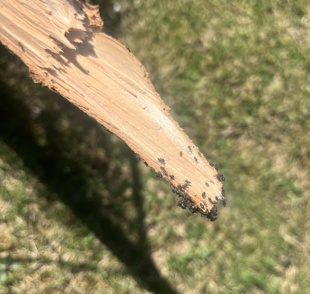 Was hat meinen Baum befallen?
