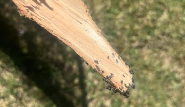 Was hat meinen Baum befallen?