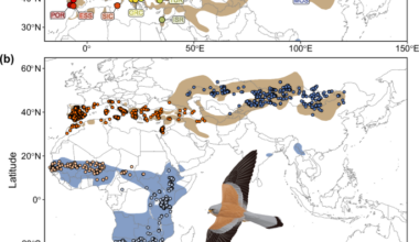 Evolutionarily distinct lineages of a migratory bird of prey show divergent responses to climate change