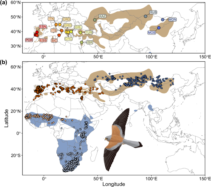 Evolutionarily distinct lineages of a migratory bird of prey show divergent responses to climate change