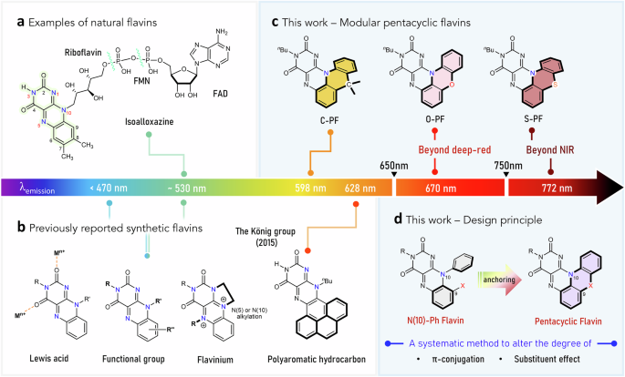 Expanding the chemical space of flavins with pentacyclic architecture
