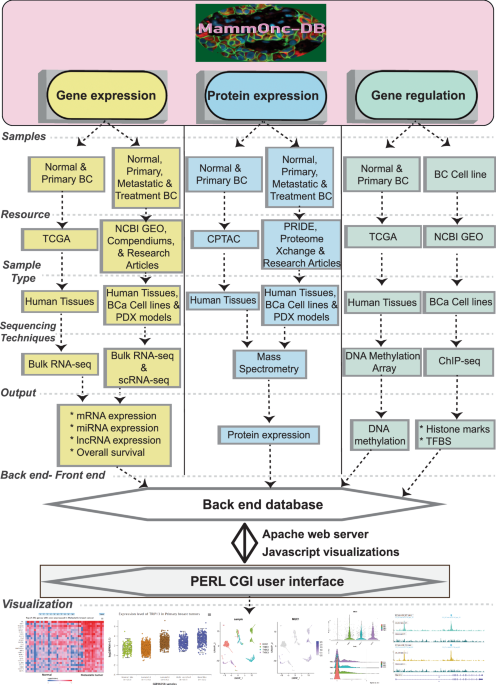 MammOnc-DB, an integrative breast cancer data analysis platform for target discovery