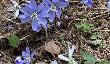 Leberblümchen in blau und weiss