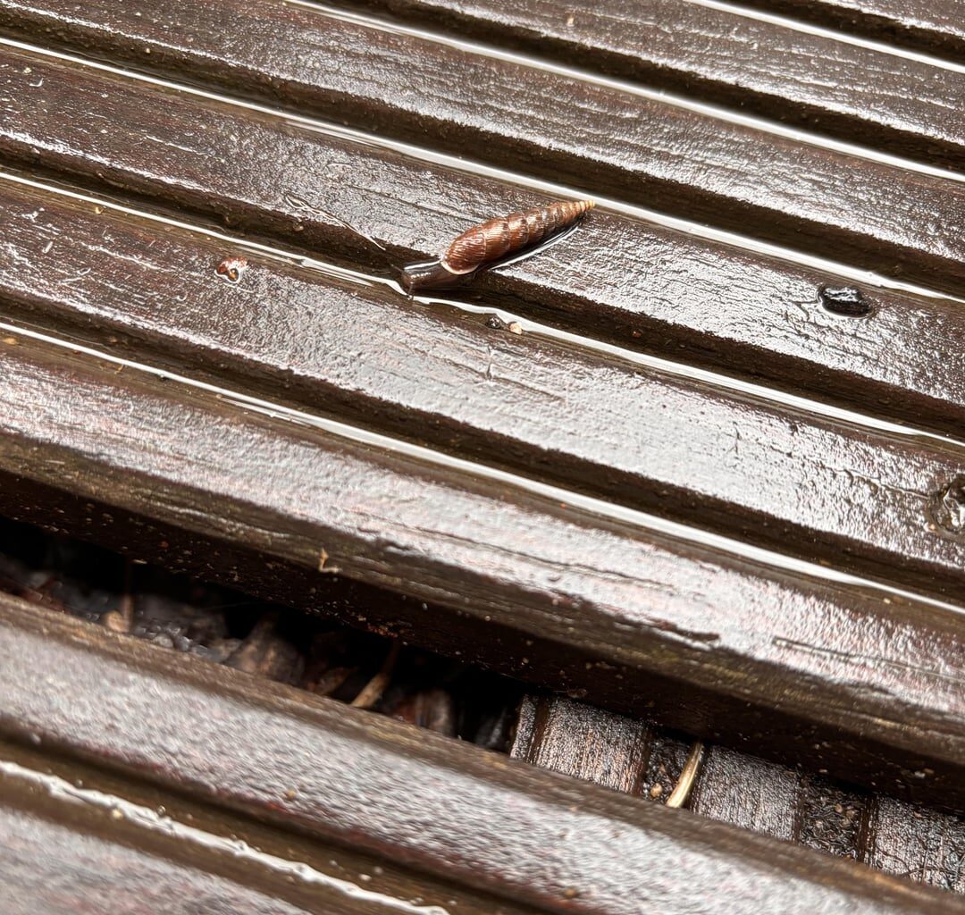 Was sind das für coole Schnecken?