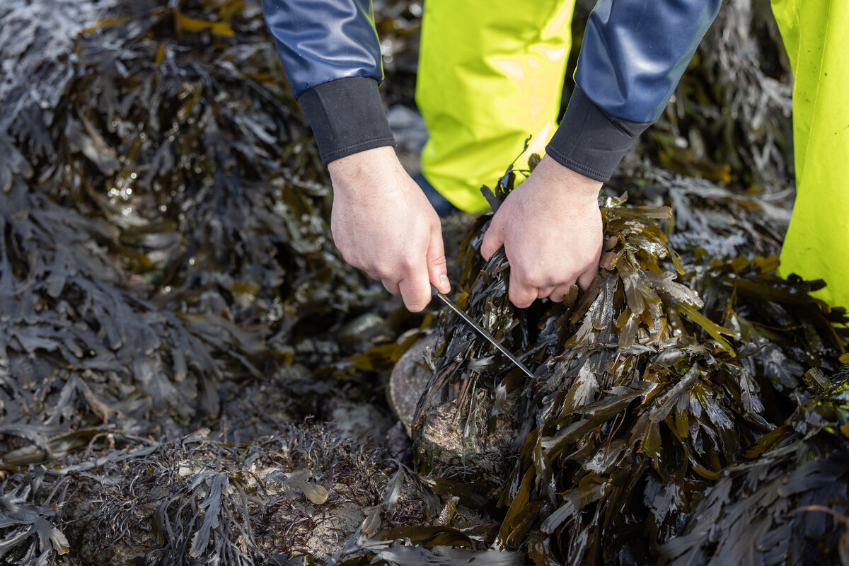 Seaweed farming requires no freshwater or additional fertilisers and has far less environmental impact than land-based agriculture or other forms of aquaculture. File picture: Karen Cox