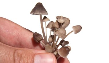 Ireland may be in the midst of a psychedelic renaissance