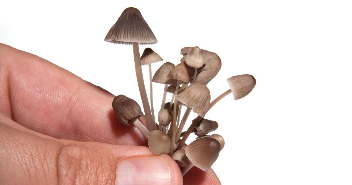 Ireland may be in the midst of a psychedelic renaissance