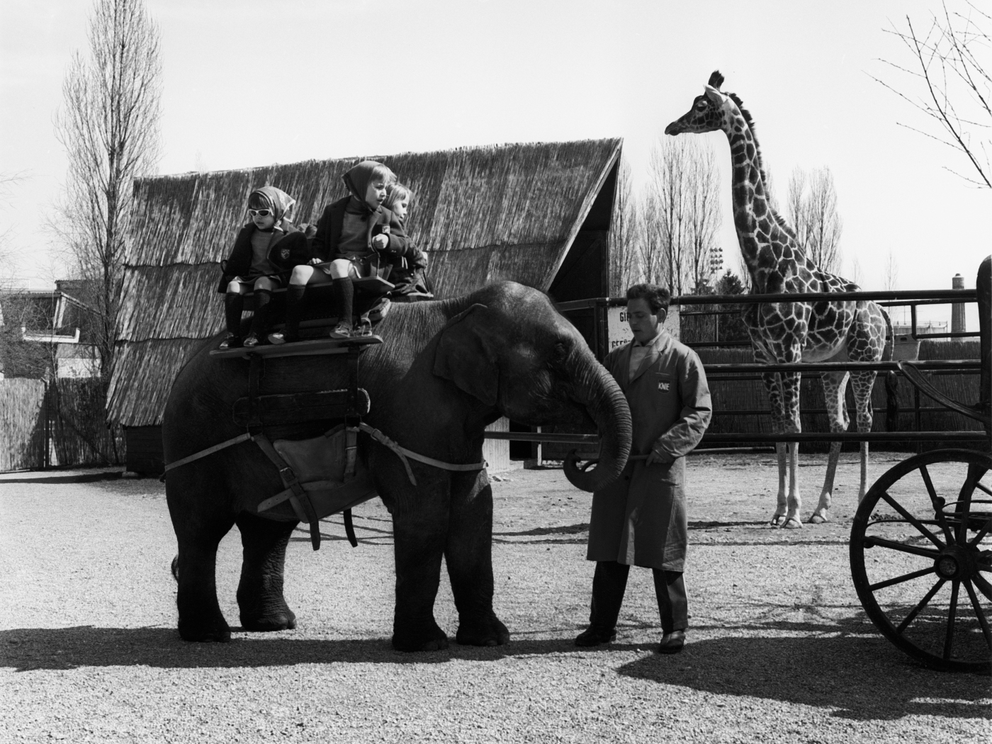 Knie's children's zoo will do without elephant rides in future