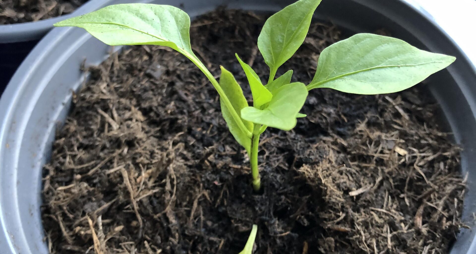 Paprika-Pflänzchen wirft Keimblätter ab