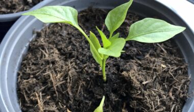 Paprika-Pflänzchen wirft Keimblätter ab