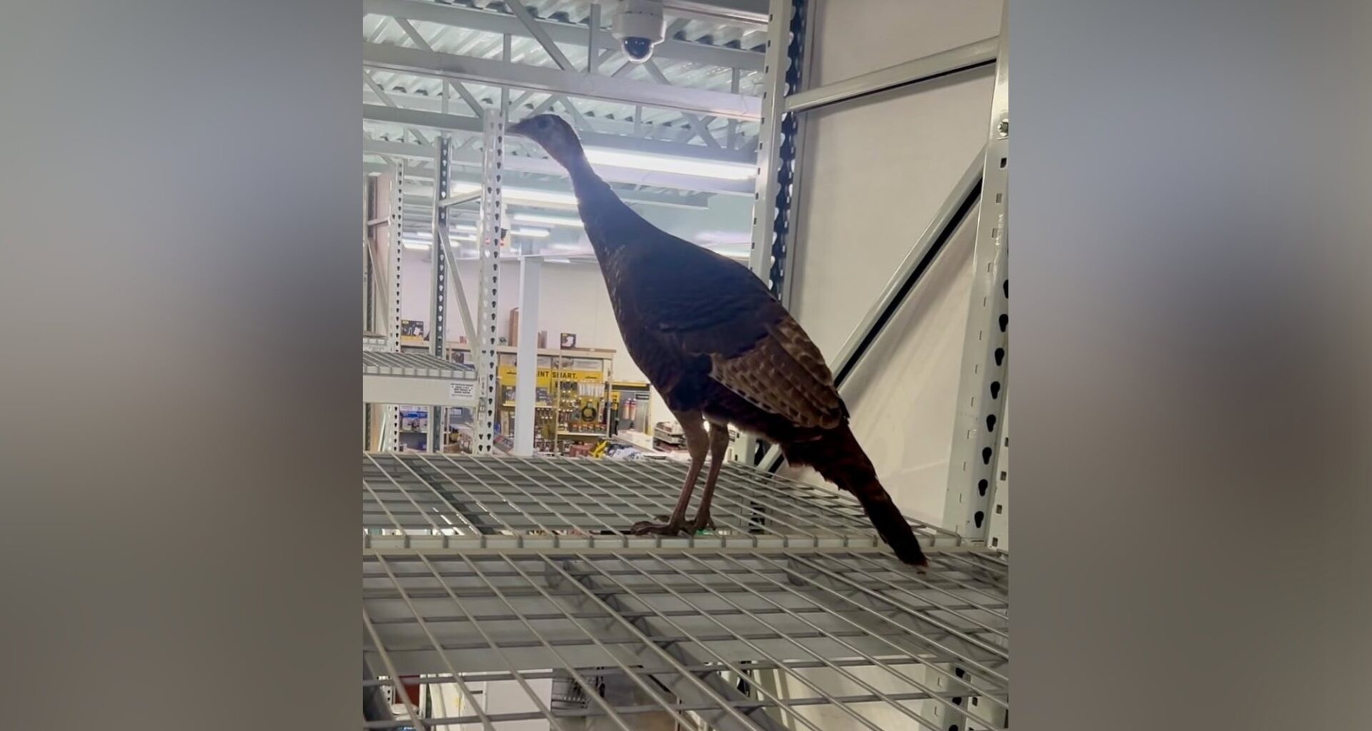 Police officers capture wild turkey that wandered into Vernon Hills store, climbed onto shelf