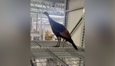 Police officers capture wild turkey that wandered into Vernon Hills store, climbed onto shelf