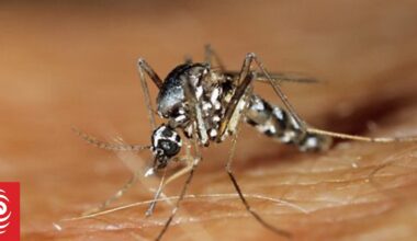 Dengue fever kills 12-year-old boy in Auckland's Starship Children's Hospital