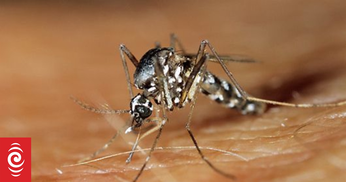 Dengue fever kills 12-year-old boy in Auckland's Starship Children's Hospital